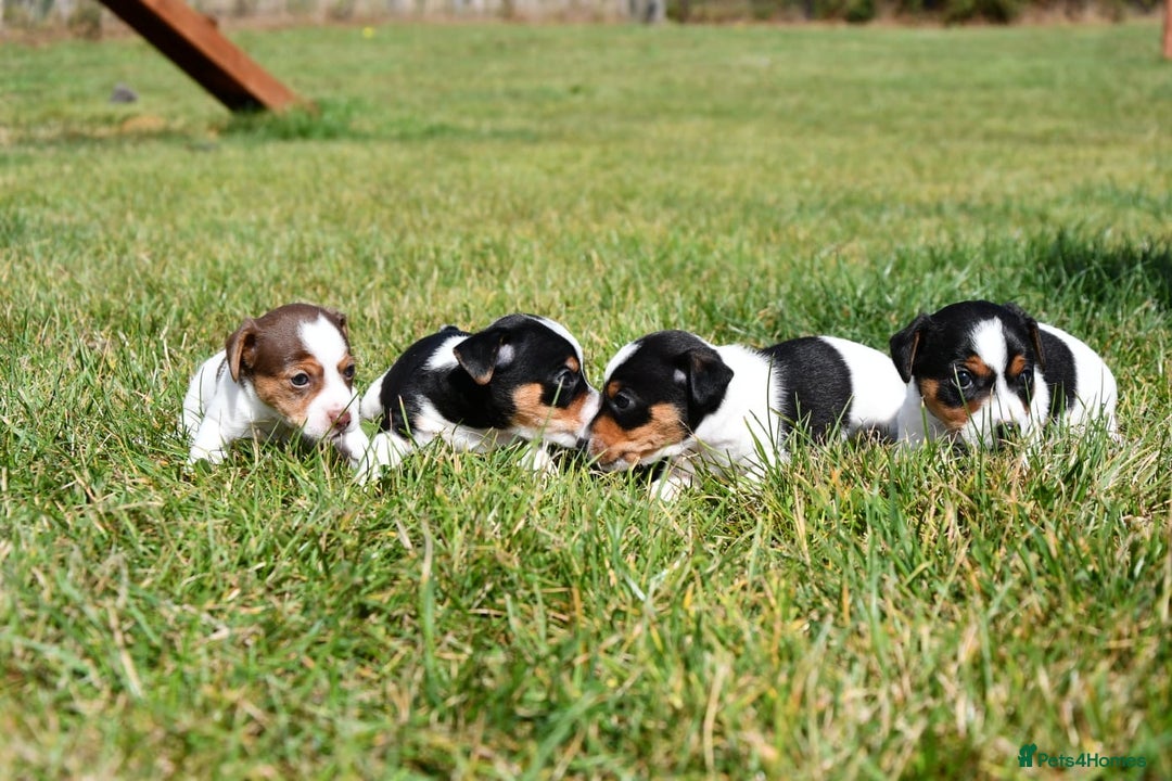 Jack Russell dogs for sale: Jack Russel puppies for sale  - Image 14