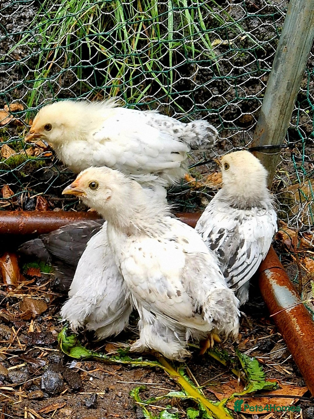 Chickens poultry for sale: Bantam family, hen, cockerel and 7 chicks - Image 3