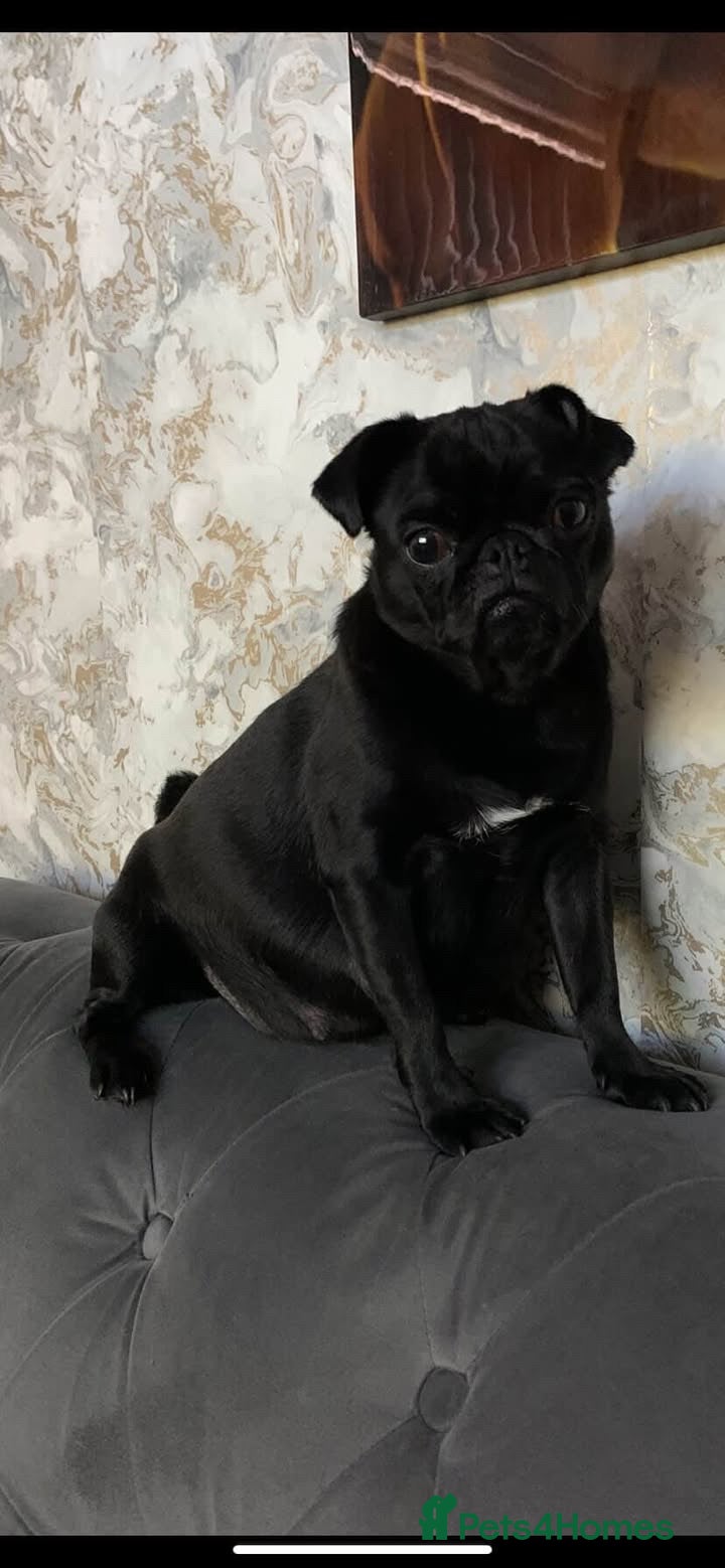 Suki 