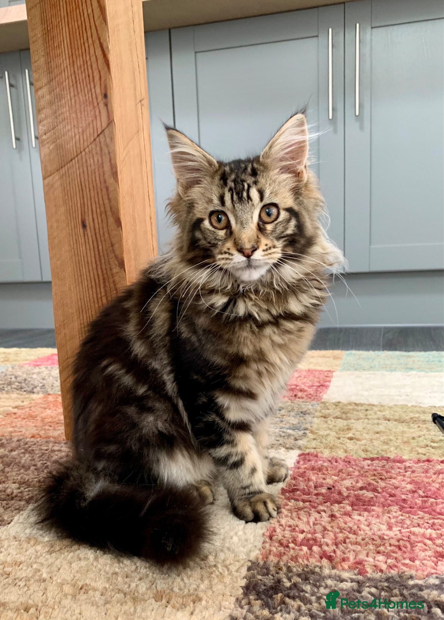 Maine Coon cats American Maine Coon - Advert 2