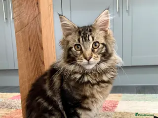 Maine Coon cats American Maine Coon - Advert 2