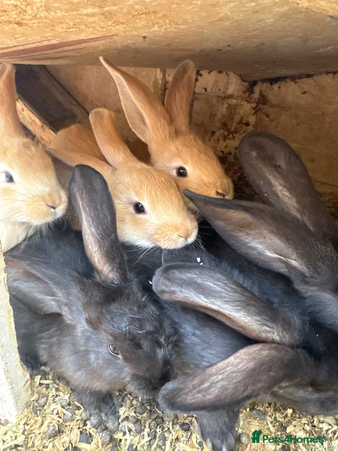 Continental Giant rabbits for sale: Continental giant kits  - Advert 2