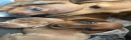 Miniature Dachshund dogs for sale: Beautiful Miniature Dachshund Boys, fab colourings in Bridgnorth - Advert 3
