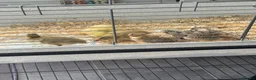 Mixed Breed poultry for sale: Beautiful Runner Duckling Chicks & Bantam Chicks in Bridgwater - Advert 5