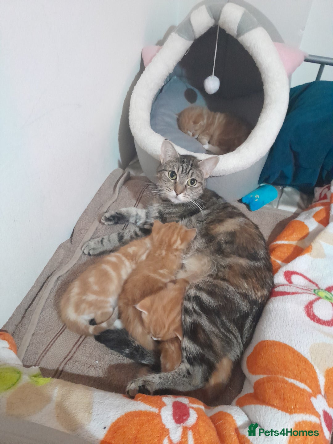 Mixed Breed cats for sale: 3 gorgeous kittens 😺😸😻 - Advert 29