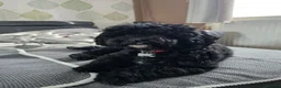 Shihpoo dogs for stud: Toy Shih-Poo Stud – Cookie  - Advert 6
