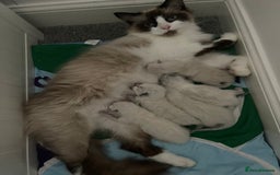 Ragdoll cats for sale: Gorgeous Ragdoll Kittens - Image 5