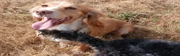 Cocker Spaniel dogs for sale: Cocker Spaniel  KC REG Girl - Advert 3