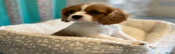 Cavalier King Charles Spaniel dogs for sale: READY TO GO NEW HOMES Kc & health tested puppies - Advert 4