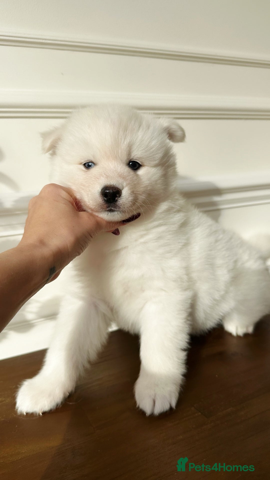 Pomsky dogs for sale: Pomskies Seeking Their Forever Home - ONLY 1 Left - Advert 24