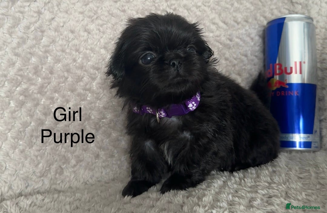 Mixed Breed dogs for sale: Tiny Pugingese pups  - Image 10