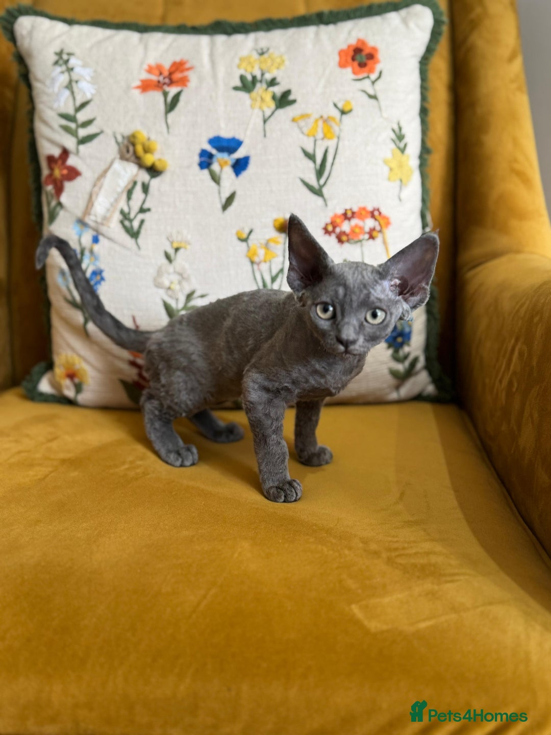 Devon Rex cats for sale: 🐾Pedigree Devon Rex Kittens- Raised with Love🐾 - Image 33