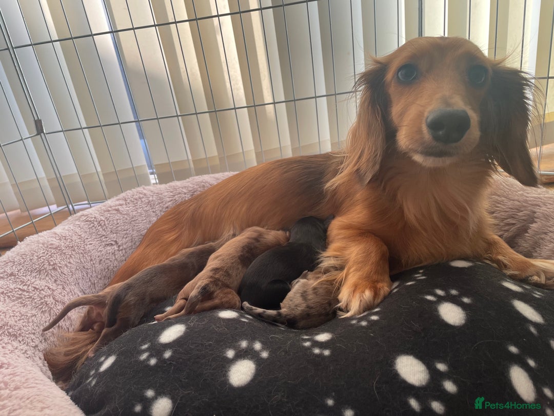 Miniature Dachshund dogs for sale: Long haired dachshund puppies   - Image 2