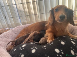 Miniature Dachshund dogs - Advert 15