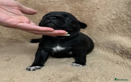 Staffordshire Bull Terrier dogs for sale: KC Staffordshire Bull Terrier Puppies 🖤 - Image 15