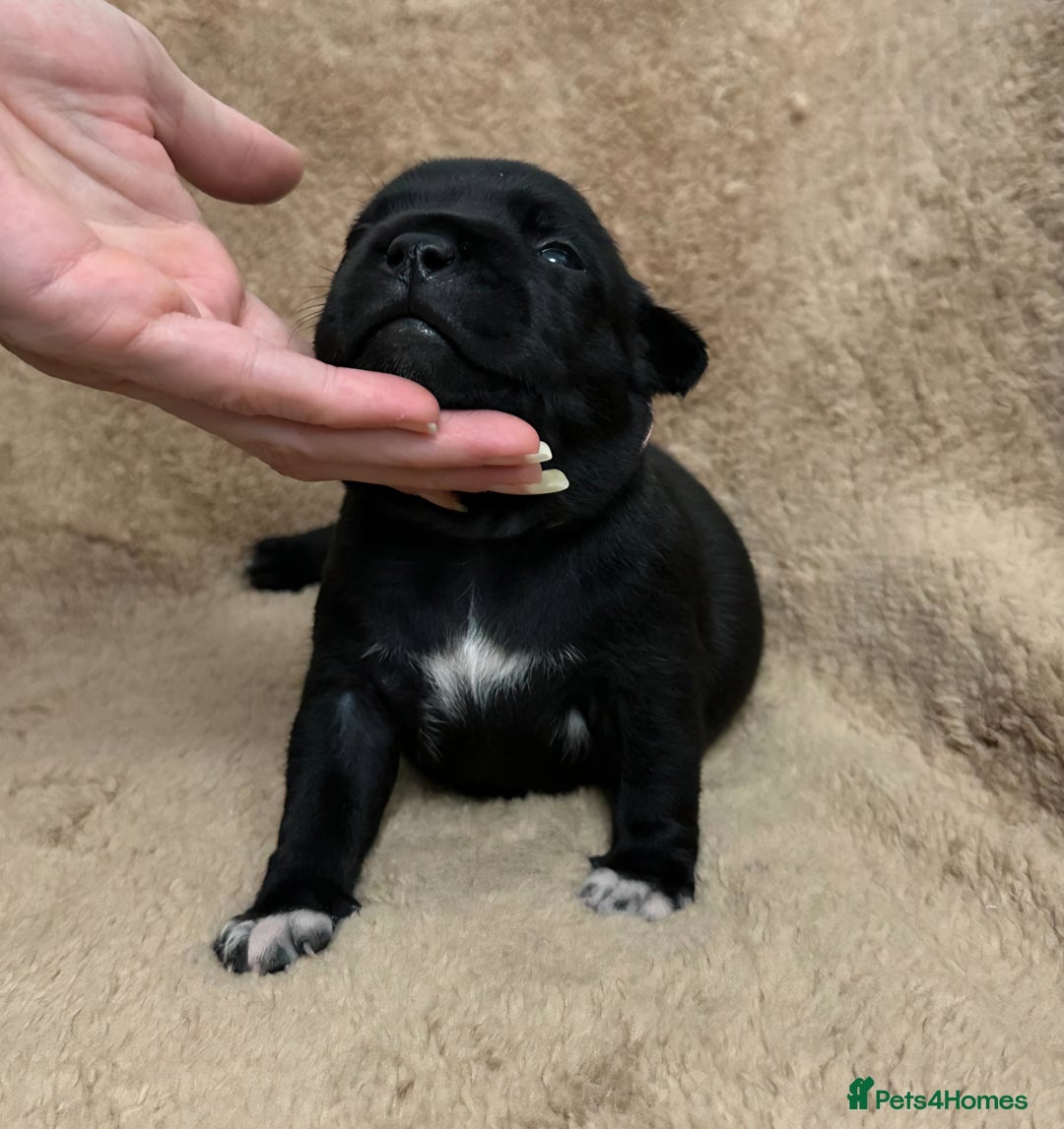 Staffordshire Bull Terrier dogs for sale: KC Staffordshire Bull Terrier Puppies 🖤 - Image 15