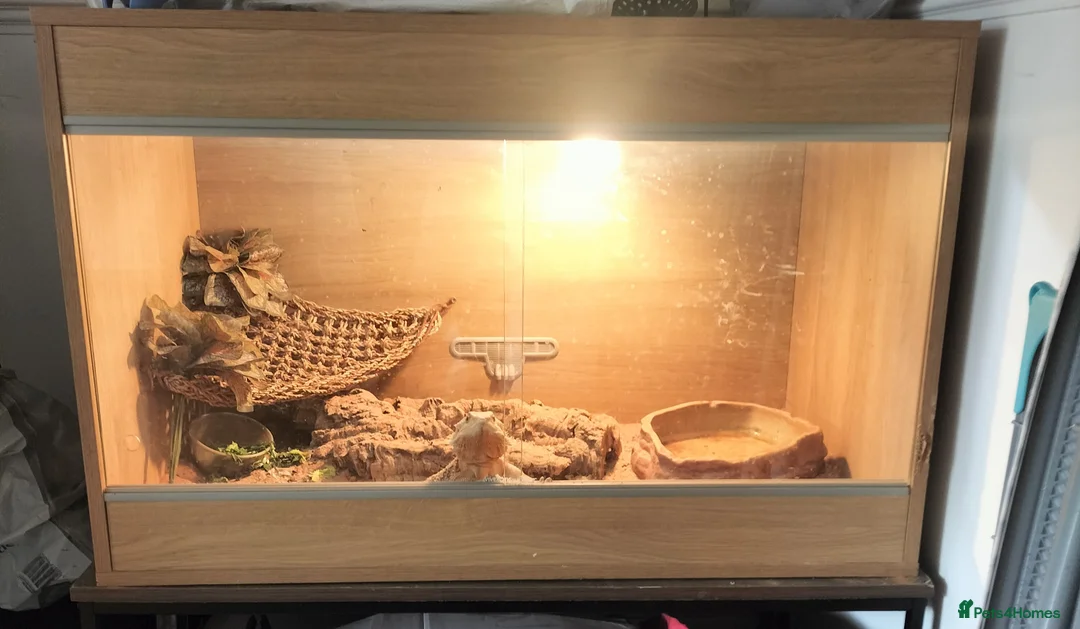 Bearded Dragon reptiles for sale: Bearded dragon/ full set up in Treharris - Advert 2