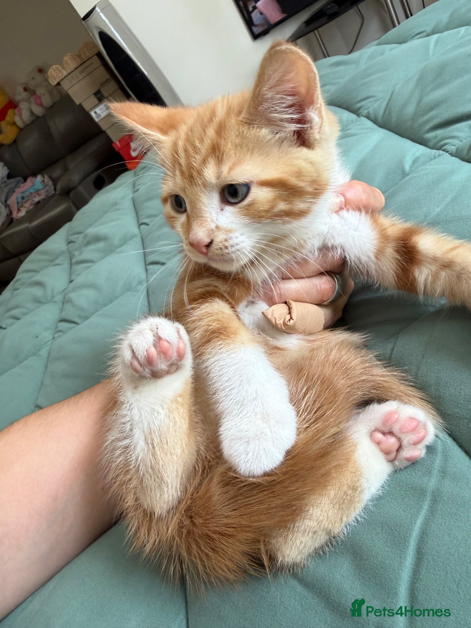 Mixed Breed cats for sale: Kittens for sale READY NOW in Brandon - Advert 13