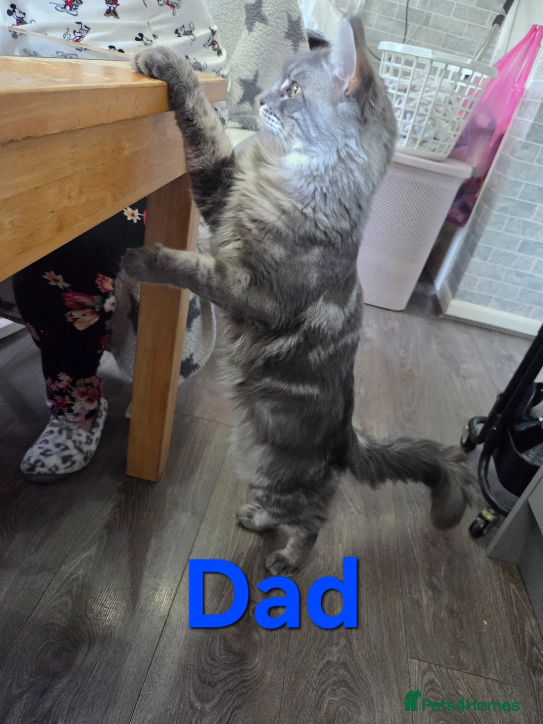 Maine Coon cats for sale: Maine Coon Female For Sale  - Advert 17