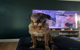 Mixed Breed dogs for adoption: Handsome, lovable Harry - Image 4