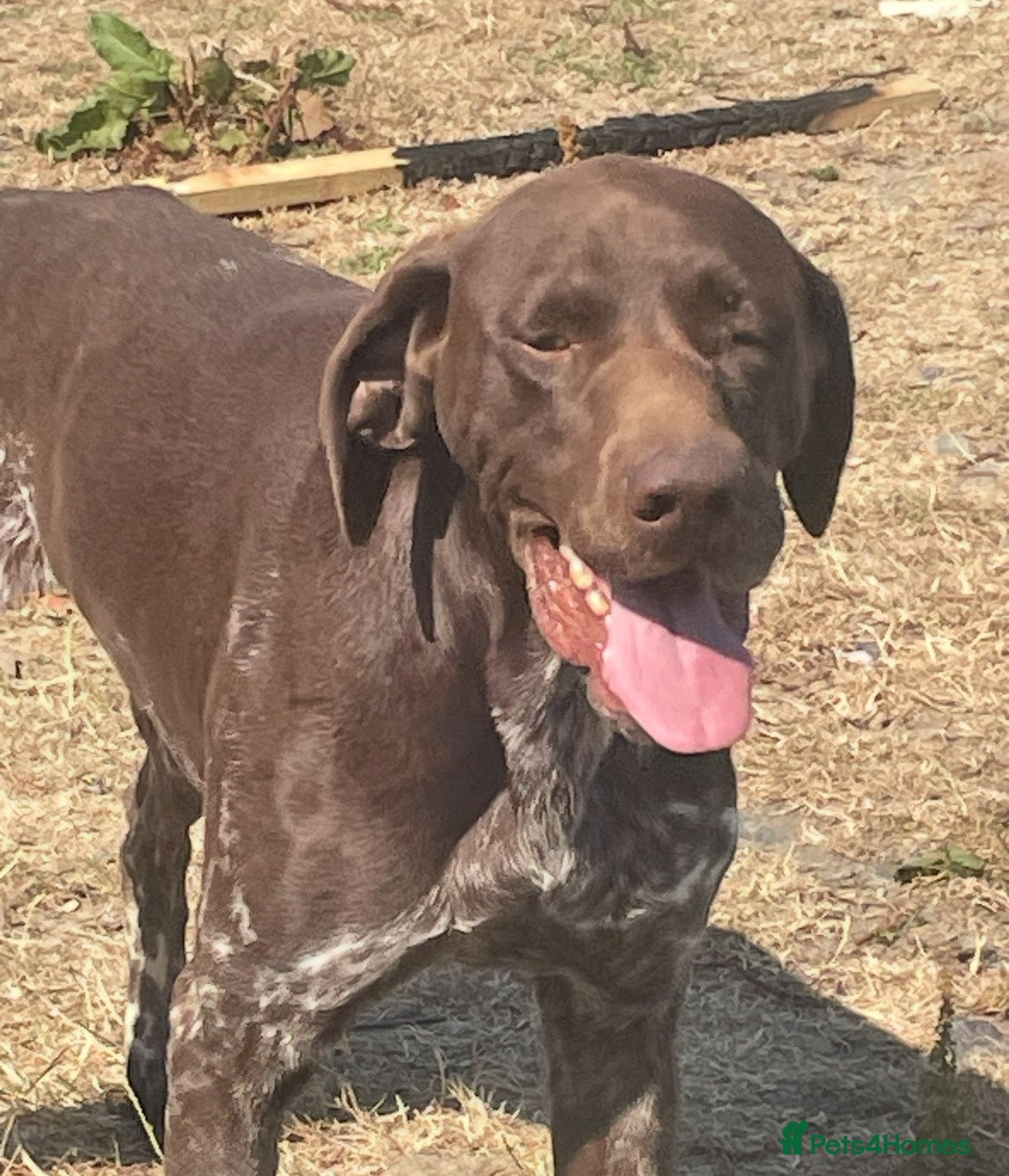German Shorthaired Pointer dogs Stunning pups - Advert 2