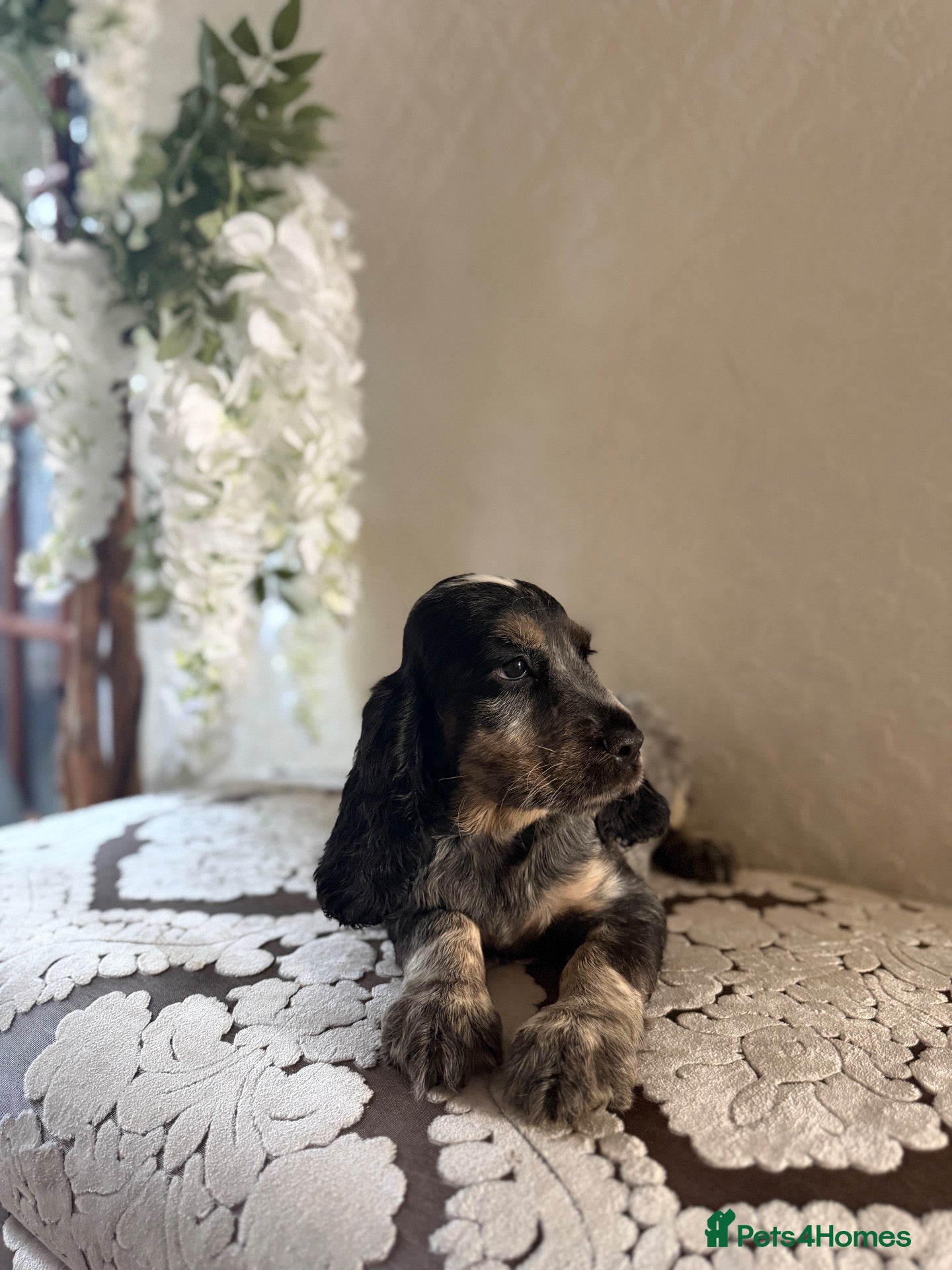 Cocker Spaniel dogs Fully vaccinated KC Show type READY NOW - Advert 11