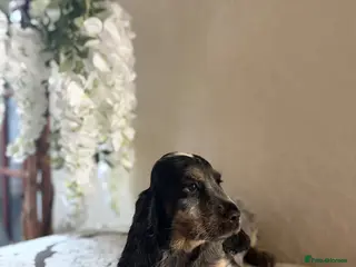 Cocker Spaniel dogs Fully vaccinated KC Show type READY NOW - Advert 11