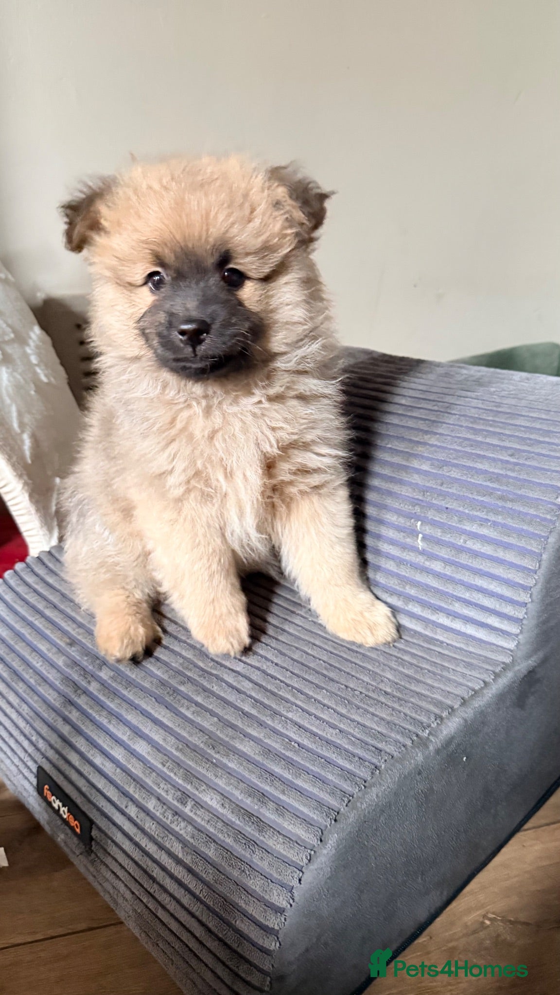 Pomeranian dogs Pomeranian boys looking for forever home  - Advert 15