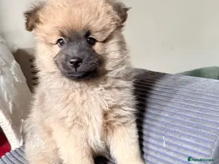 Pomeranian dogs Pomeranian boys looking for forever home - Advert 5
