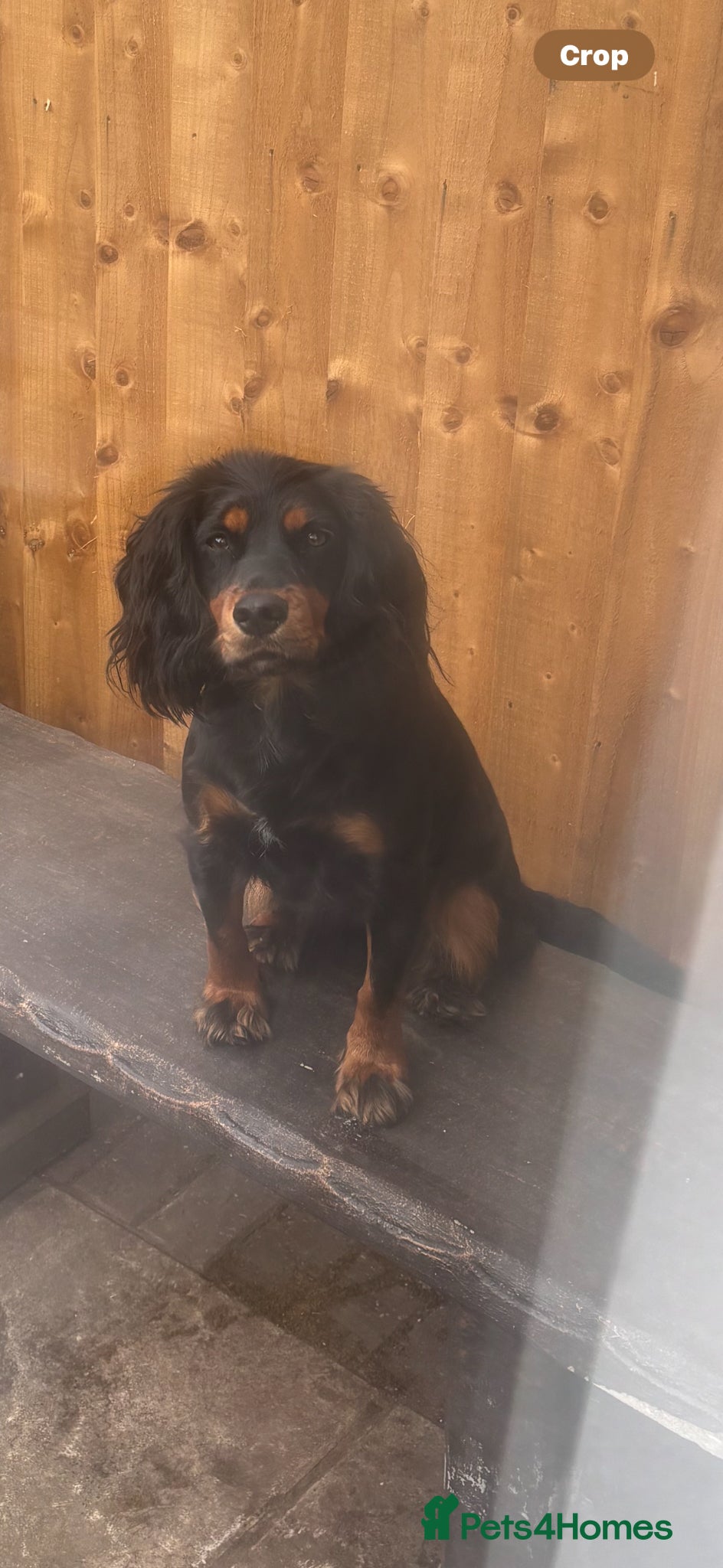 Cocker Spaniel dogs Stunning working cocker spaniels  - Advert 1