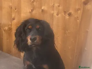 Cocker Spaniel dogs Stunning working cocker spaniels - Advert 2