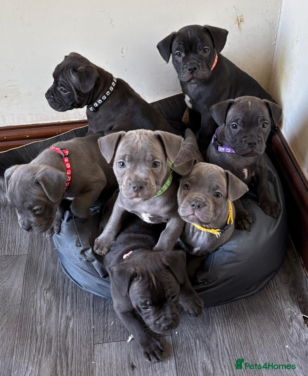 Mixed Breed dogs French Bulldog x Staffordshire Bull Terrier  - Advert 2