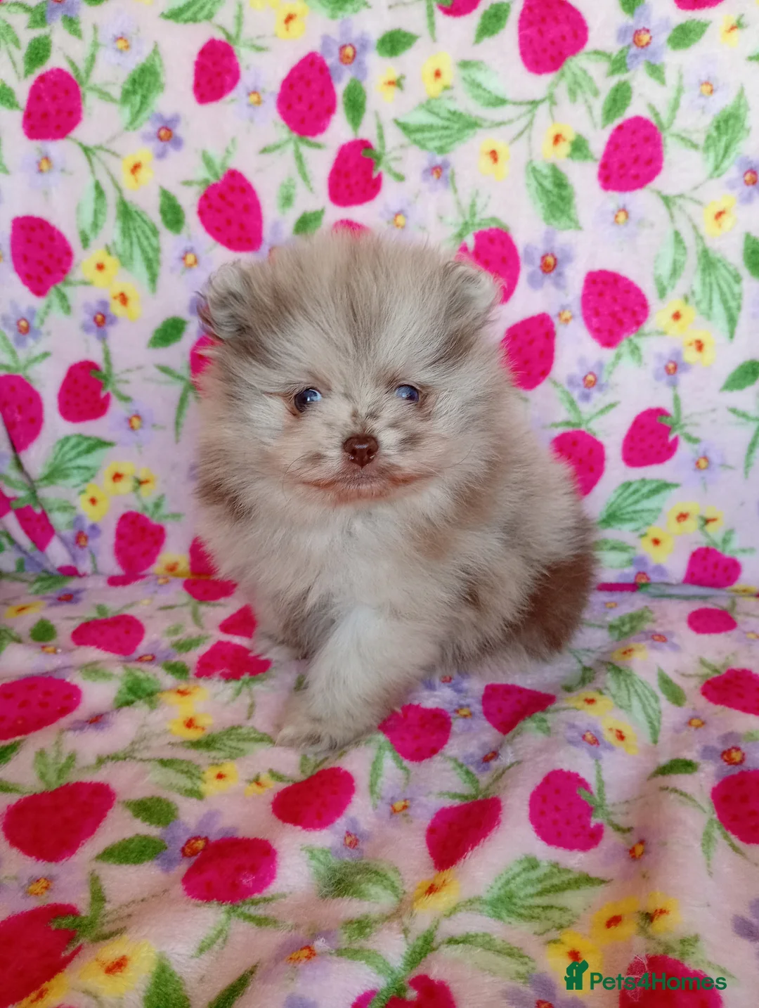 Pomeranian dogs for sale: Perfect Pomeranian Puppies  in Tipton - Advert 1