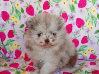 Pomeranian dogs Perfect Pomeranian Puppies - Advert 15