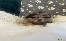 Pomeranian dogs for sale: Stunning litter merl Pomeranian - Image 3