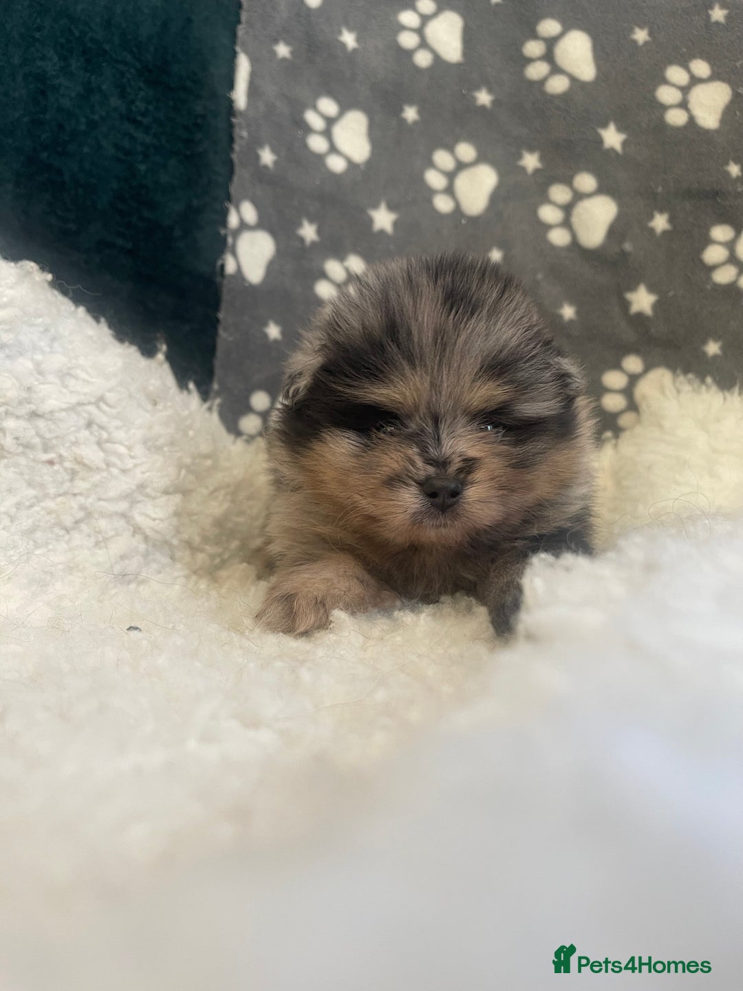 Pomeranian dogs for sale: Stunning litter merl Pomeranian - Image 3