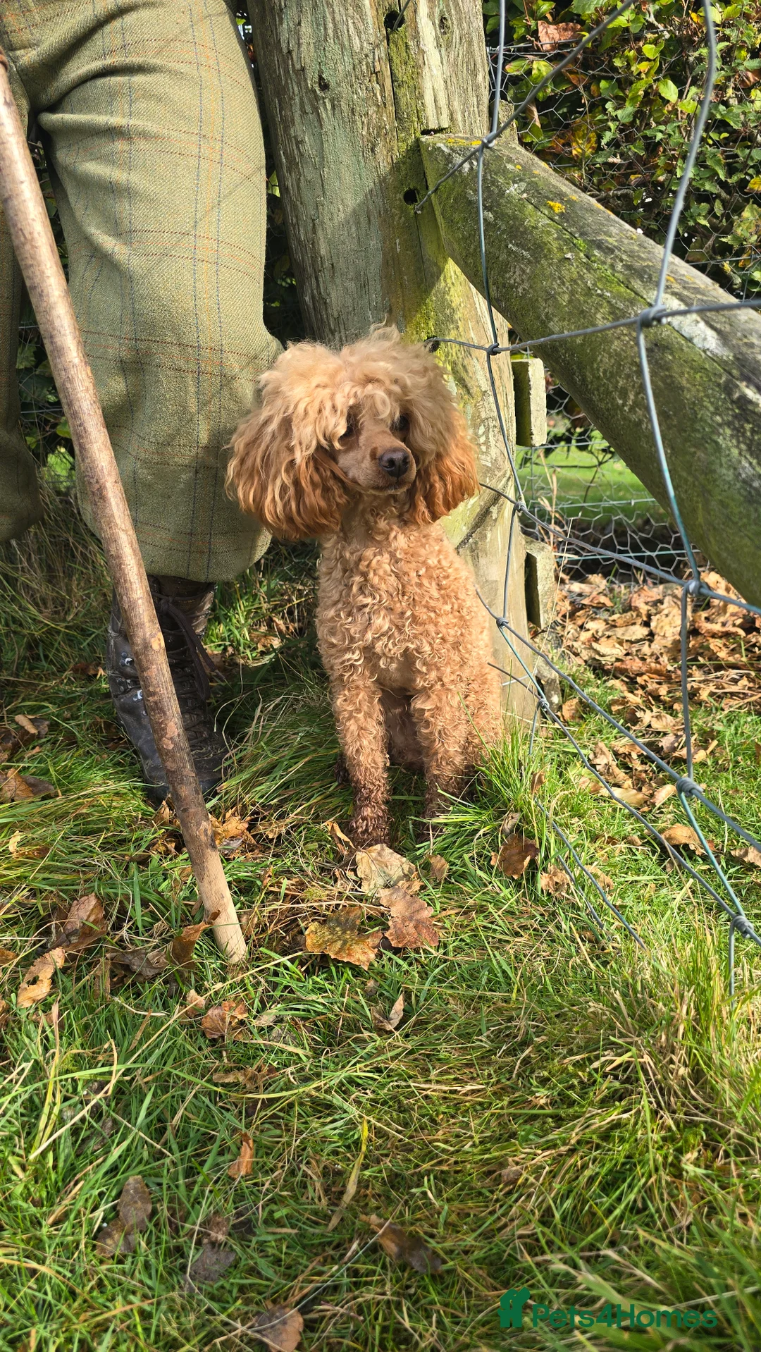 Toy Poodle dogs for sale: Pure bred Toy Poodle puppies, Black and Red - Advert 1