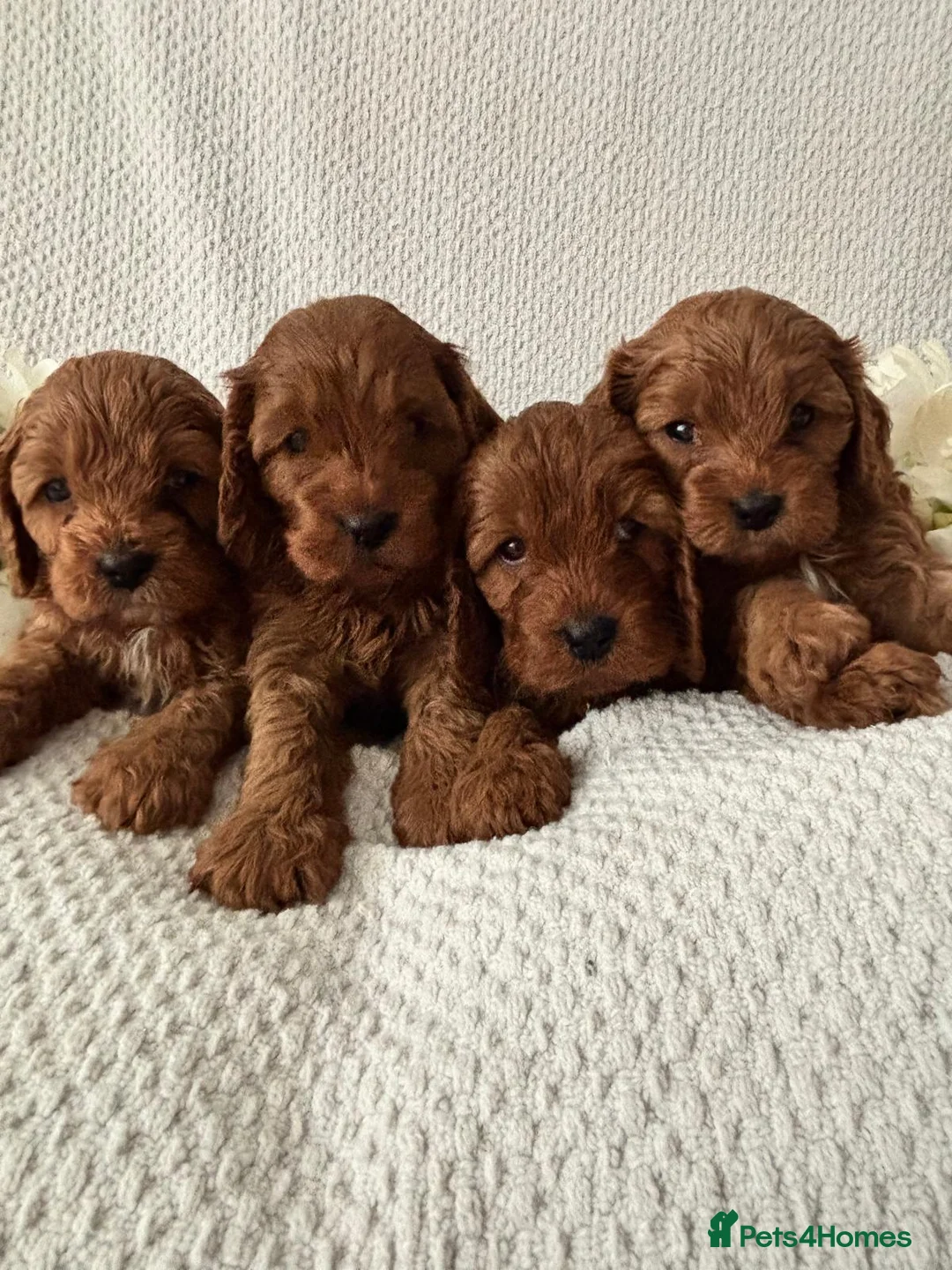 Miniature Poodle dogs for stud: PROVEN Miniature Poodle Stud - Champion Lines KC in Orpington - Advert 16
