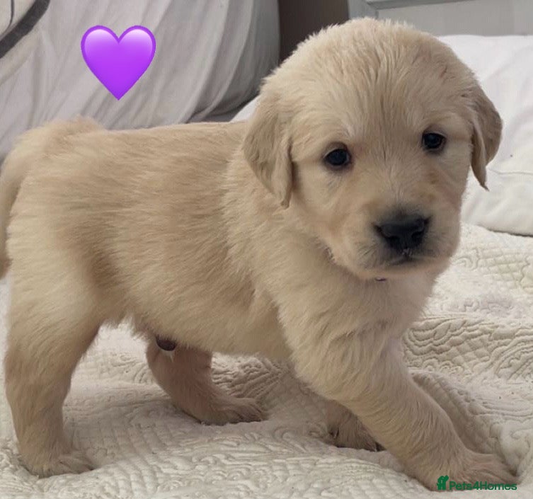 Golden Retriever dogs KC Registered Golden Retriever Puppies - Advert 2