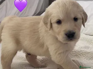 Golden Retriever dogs KC Registered Golden Retriever Puppies - Advert 2