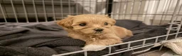 Mixed Breed dogs for sale: Cavamaltipoo - Advert 2
