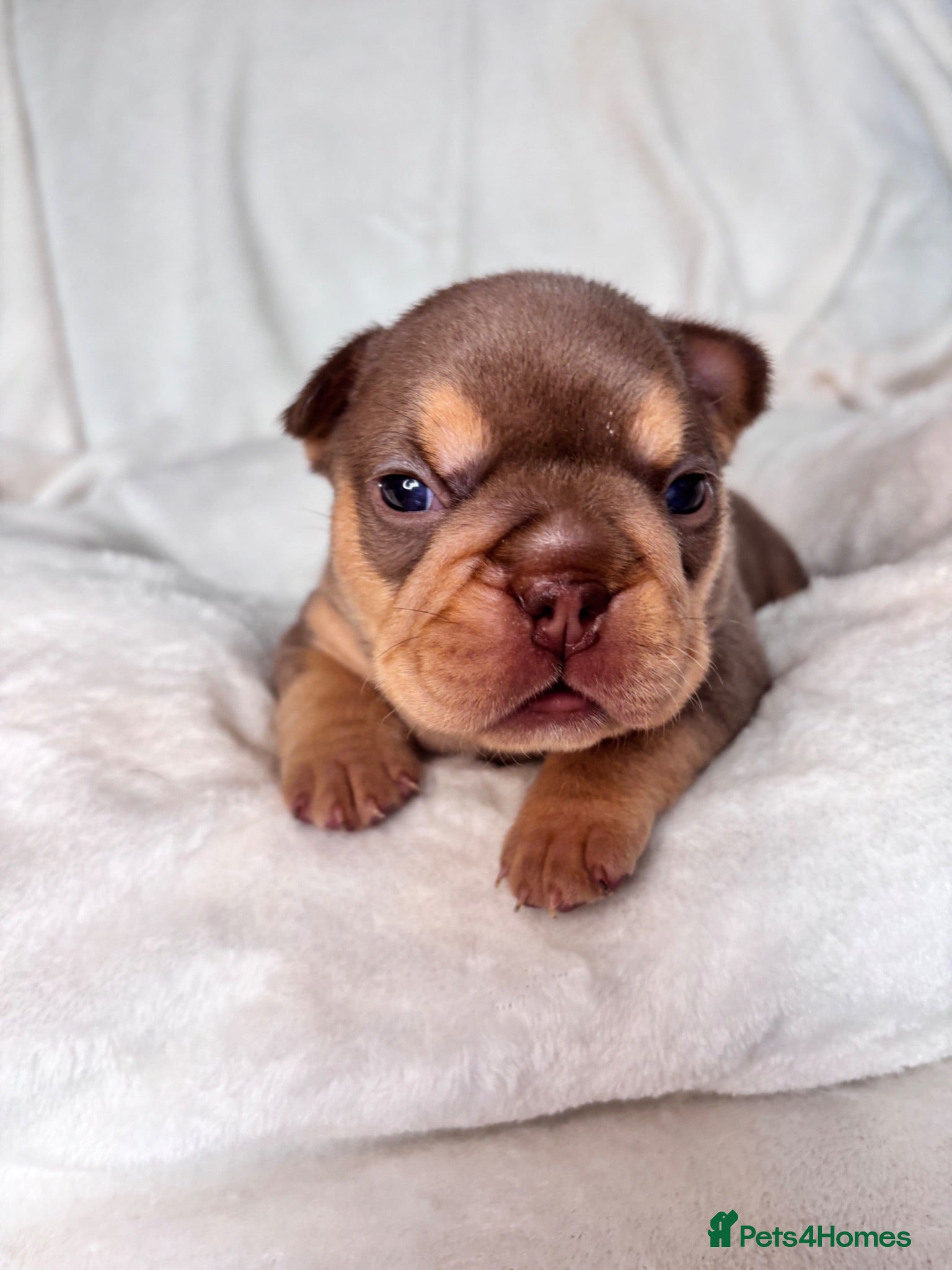 French Bulldog dogs RAINBOW LITTER FRENCH BULLDOGS - Advert 1