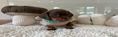 Miniature Dachshund 1