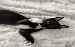 Mixed Breed cats for sale: Kittens looking for their forever home - Image 6