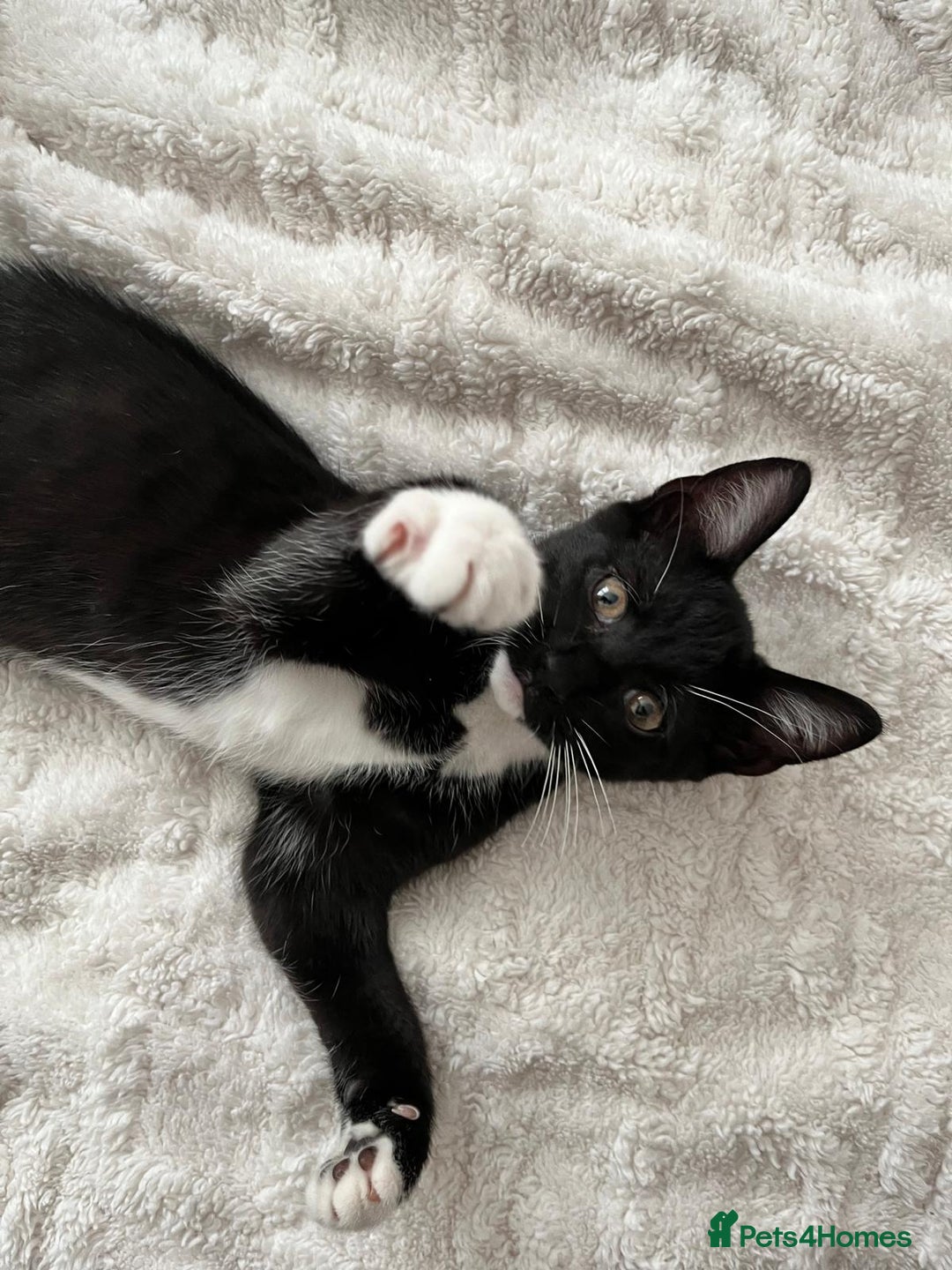 Mixed Breed cats for sale: Kittens looking for their forever home - Image 6