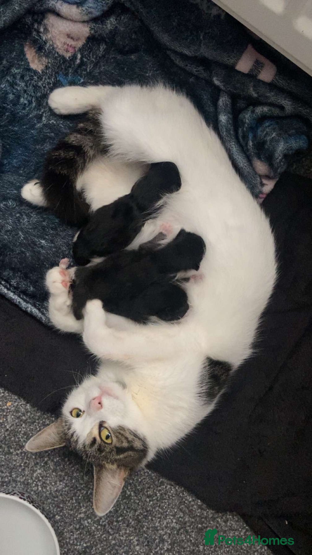 Mixed Breed cats for sale: 2 female black&white kittens - Image 4