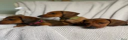 Miniature Dachshund dogs for sale: Last one KCreg Miniature dachshunds red&shaded red - Advert 5