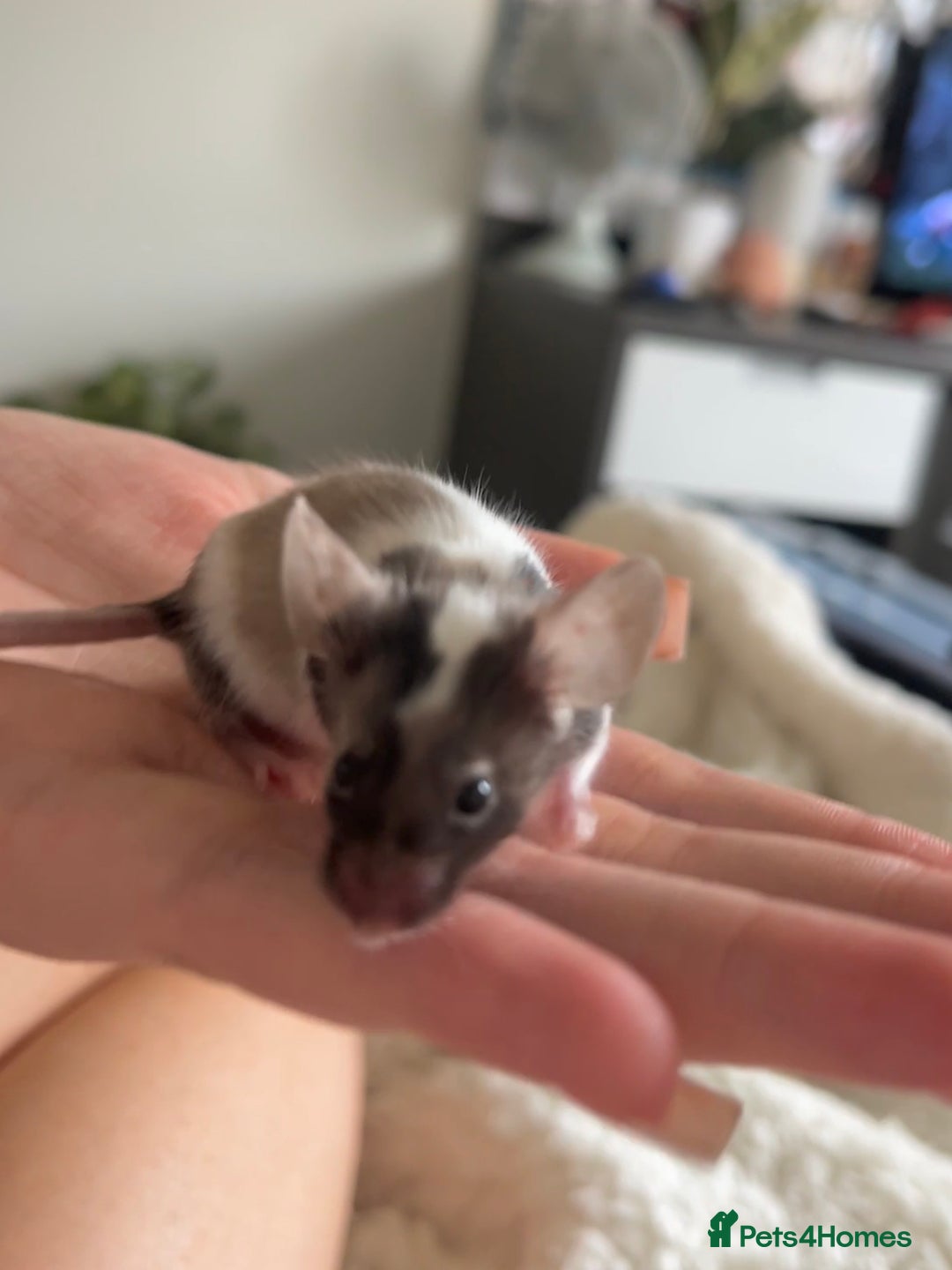 Mouse rodents for sale: 🐭 Male Mouse for Rehoming - Advert 2