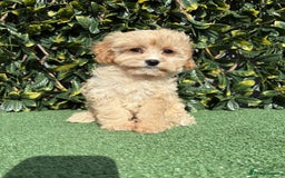 Cavapoo dogs for sale: Stunning health checked cavapoo puppies - Image 3