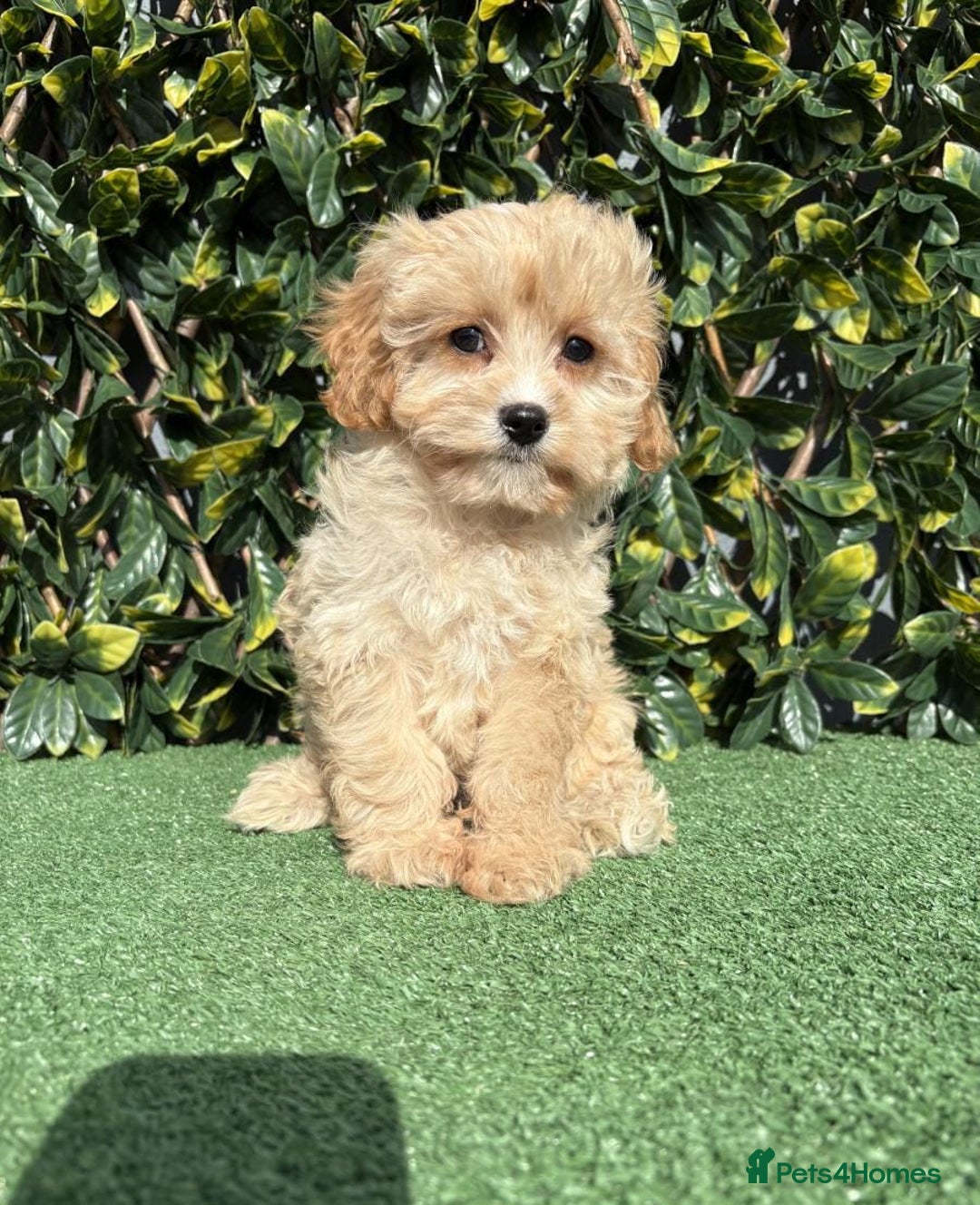 Cavapoo dogs for sale: Stunning health checked cavapoo puppies - Image 3